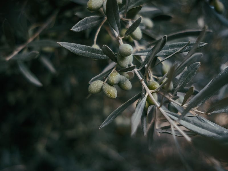 Olivenolie er jo det lækreste i verden - Louise Bruun
