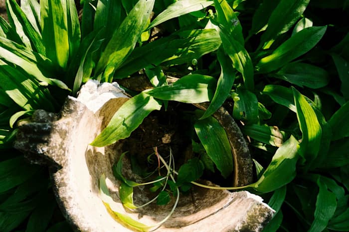 Vilde ramsløg 🌿 - Louise Bruun